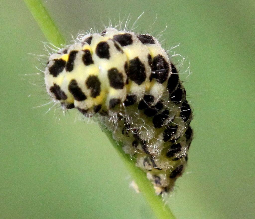 Bruco di Zygaena sp.? S